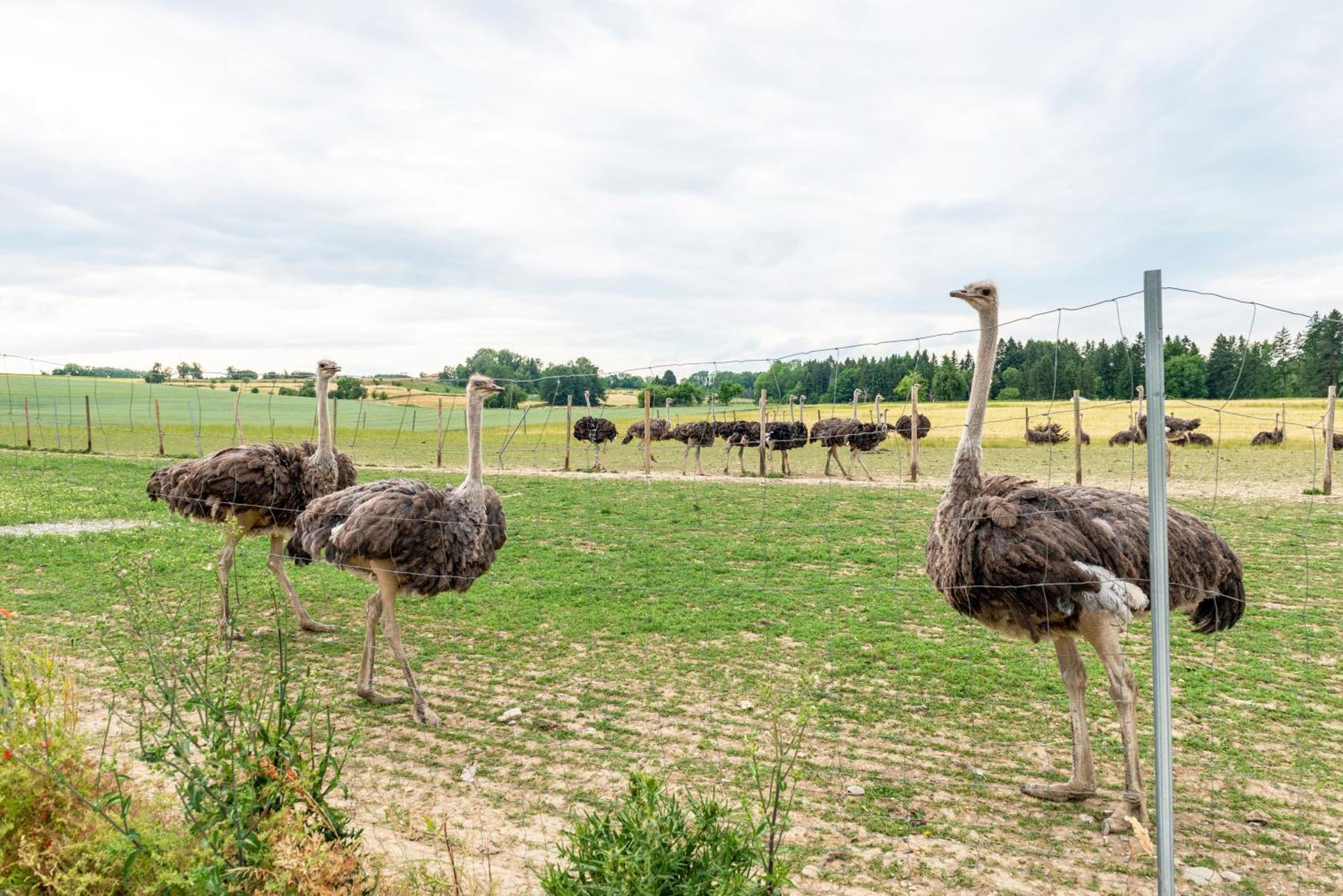 Beutenmuehle Straussenfarm Dach Owingen Exterior foto